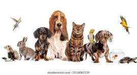Dogs and Pets Breeders image